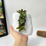Live Succulent Arrangement Plant Pot Holiday decor