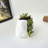 Live Succulent Arrangement Plant Pot Holiday decor