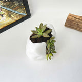 Live Succulent Arrangement Plant Pot Holiday decor