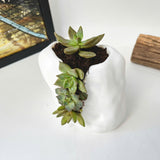Live Succulent Arrangement Plant Pot Holiday decor