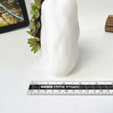 Live Succulent Arrangement Plant Pot Holiday decor
