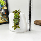 Live Succulent Arrangement Plant Pot Holiday decor