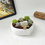 Live Succulent Arrangement Centrepiece for Holiday Decor (Heart-Shaped)