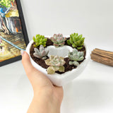 Live Succulent Arrangement Centrepiece for Holiday Decor (Heart-Shaped)