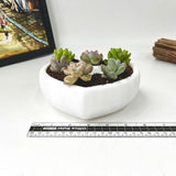 Live Succulent Arrangement Centrepiece for Holiday Decor (Heart-Shaped)