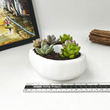 Live Succulent Arrangement Centrepiece for Holiday Decor (Heart-Shaped)