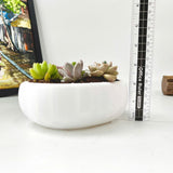 Live Succulent Arrangement Centrepiece for Holiday Decor (Heart-Shaped)