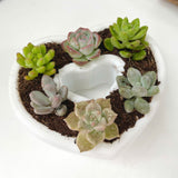 Live Succulent Arrangement Centrepiece for Holiday Decor (Heart-Shaped)
