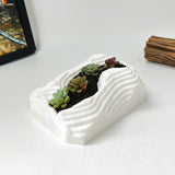 Live Succulent Arrangement Plant Pot Holiday Decor (S-shaped Groove)