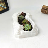 Live Succulent Arrangement Plant Pot Holiday Decor (S-shaped Groove)