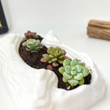 Live Succulent Arrangement Plant Pot Holiday Decor (S-shaped Groove)
