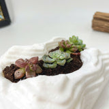 Live Succulent Arrangement Plant Pot Holiday Decor (S-shaped Groove)