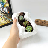 Live Succulent Arrangement Plant Pot Holiday Decor (S-shaped Groove)