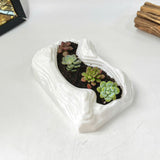 Live Succulent Arrangement Plant Pot Holiday Decor (S-shaped Groove)