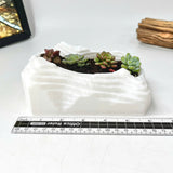 Live Succulent Arrangement Plant Pot Holiday Decor (S-shaped Groove)