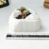 Live Succulent Arrangement Plant Pot Holiday Decor (S-shaped Groove)