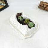 Live Succulent Arrangement Plant Pot Holiday Decor (S-shaped Groove)