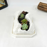 Live Succulent Arrangement Plant Pot Holiday Decor (S-shaped Groove)