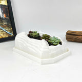 Live Succulent Arrangement Plant Pot Holiday Decor (S-shaped Groove)
