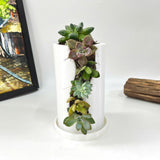 Live Succulent Arrangement Centrepieces Holiday decor
