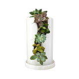 Live Succulent Arrangement Centrepieces Holiday decor