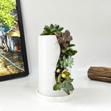 Live Succulent Arrangement Centrepieces Holiday decor