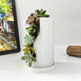 Live Succulent Arrangement Centrepieces Holiday decor