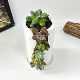 Live Succulent Arrangement Centrepieces Holiday decor