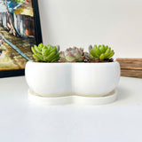 Live Succulent Arrangement Centrepiece for Holiday Decor (Heart-Shaped)
