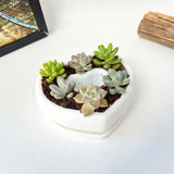 Live Succulent Arrangement Centrepiece for Holiday Decor (Heart-Shaped)