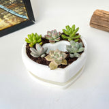 Live Succulent Arrangement Centrepiece for Holiday Decor (Heart-Shaped)