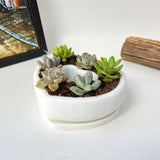 Live Succulent Arrangement Centrepiece for Holiday Decor (Heart-Shaped)