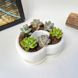 Live Succulent Arrangement Centrepiece for Holiday Decor (Heart-Shaped)