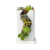 Live Succulent Arrangement  Centrepieces Holiday decor