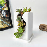 Live Succulent Arrangement  Centrepieces Holiday decor