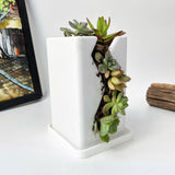 Live Succulent Arrangement  Centrepieces Holiday decor
