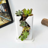 Live Succulent Arrangement  Centrepieces Holiday decor