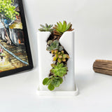 Live Succulent Arrangement  Centrepieces Holiday decor